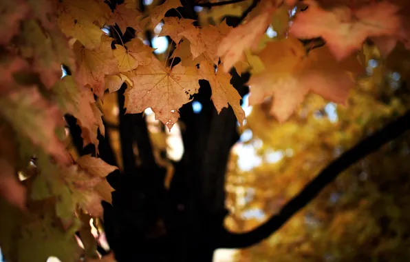 Autumn, leaves, nature