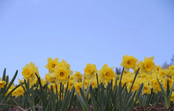 The sky, flowers, blue, yellow, daffodils