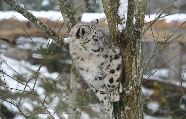 Winter, predator, IRBIS, snow leopard, cub, wild cat