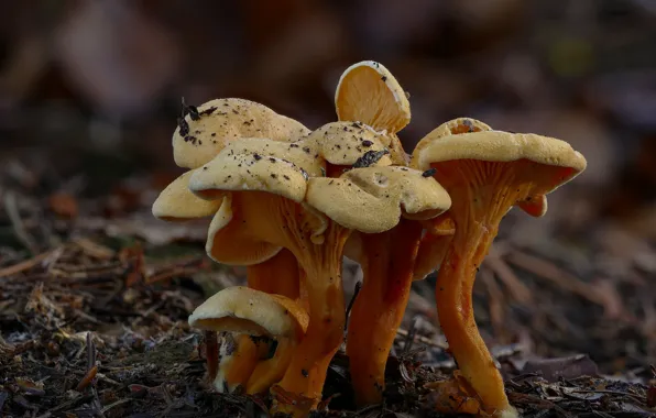 Autumn, mushrooms, Beat Buetikofer
