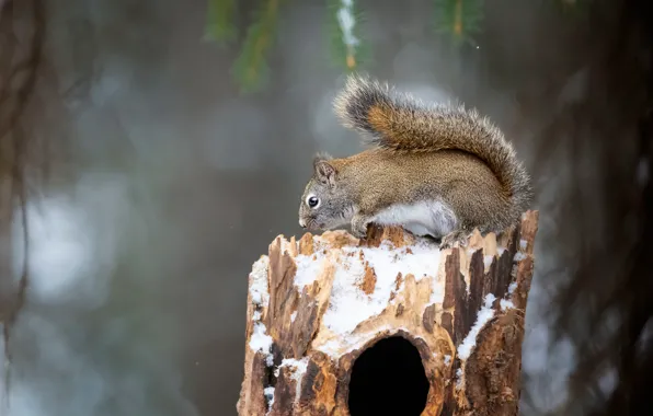 Snow, grey, background, stump, protein, squirrel