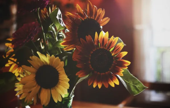 Flowers, yellow, petals