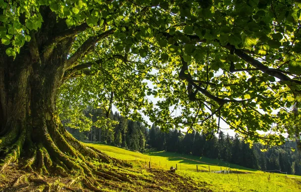 Greens, forest, summer, leaves, light, branches, nature, roots