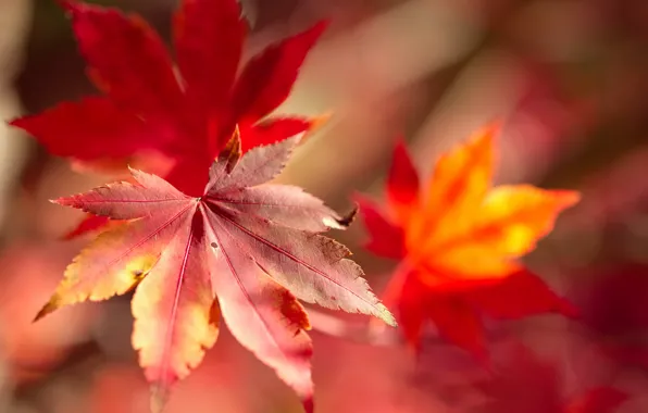 Picture autumn, leaves, macro, maple