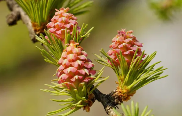 Spring, bumps, larch