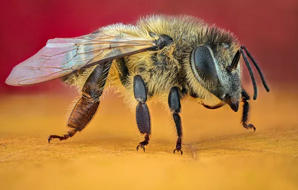 Macro, bee, insect, yellow background