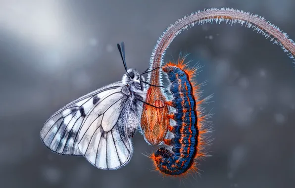 Macro, insects, caterpillar, butterfly, stem, grey background