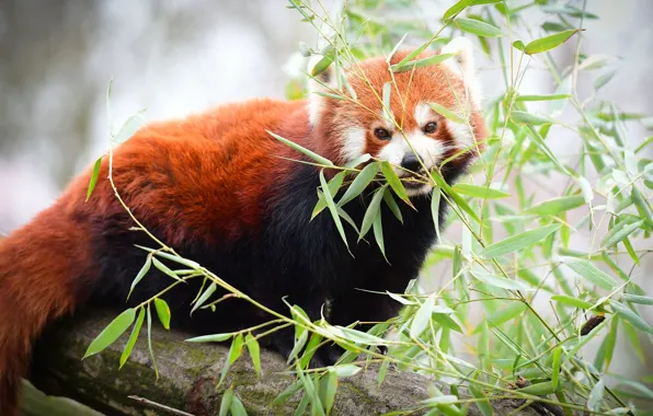 Picture leaves, trees, branches, red Panda, red Panda