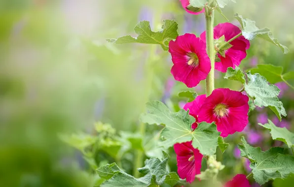 Picture summer, leaves, flowers, background, bright, blur, pink, mallow
