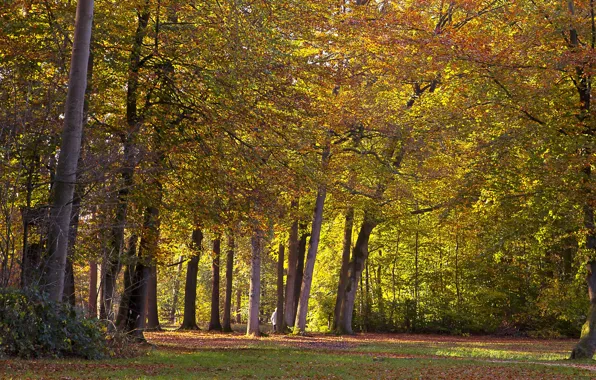 Autumn, trees, Park, Netherlands, Autumn, Netherlands, Utrecht, Parks