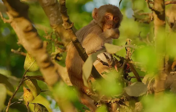 Greens, look, leaves, light, branches, pose, tree, monkey