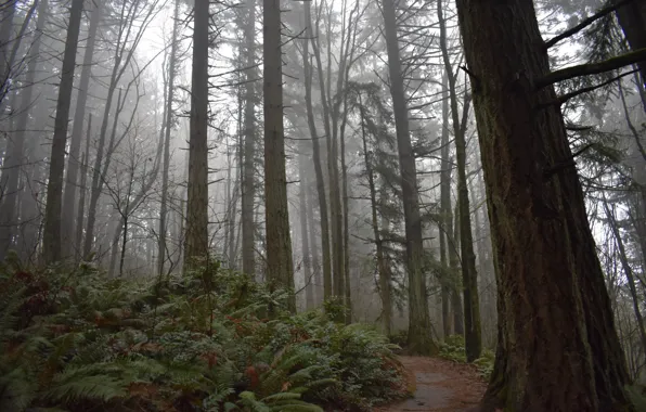 Picture forest, trees, nature, fog, path