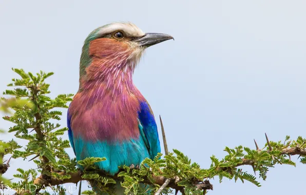 Bird, bright, Coracias caudata, Lilac-breasted Roller, motley, sirenevaya roller