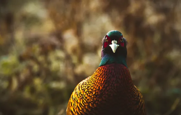 Look, background, bird, portrait, bokeh, pheasant