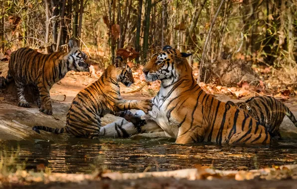 Water, trees, bathing, kids, tigers, mom, tigress, the cubs