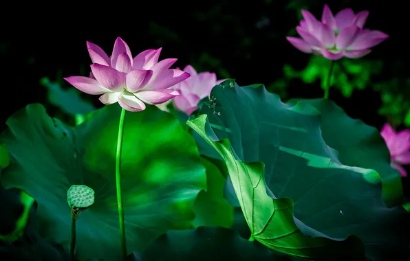 Flowers, nature, Lily