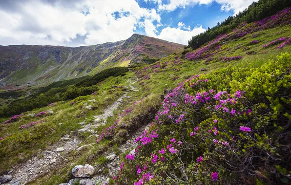 Picture landscape, flowers, nature, hills, trail, Mountains, the bushes, rhododendron