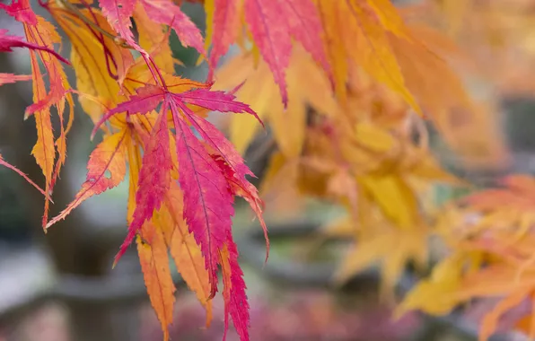 Autumn, leaves, tree, maple, the crimson
