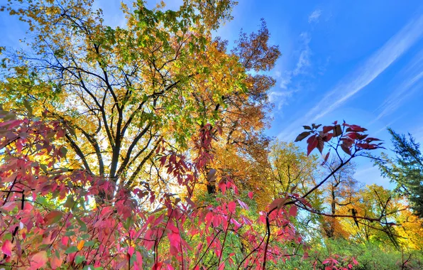 Autumn, the sky, leaves, clouds, trees, the bushes