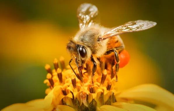 Flower, bee, wings, yellow Paradise