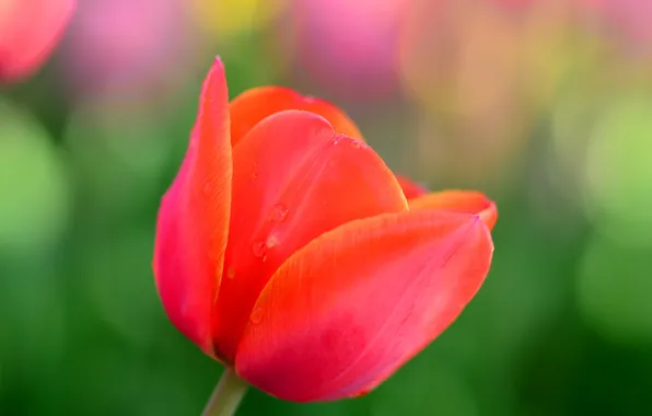 Macro, nature, Tulip, spring, petals