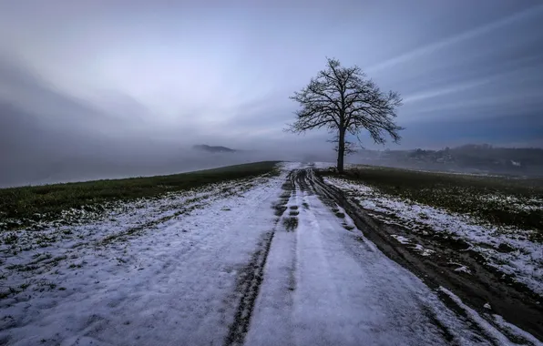Winter, field, snow, tree