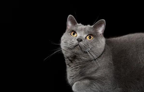 Picture cat, background, British blue shorthair