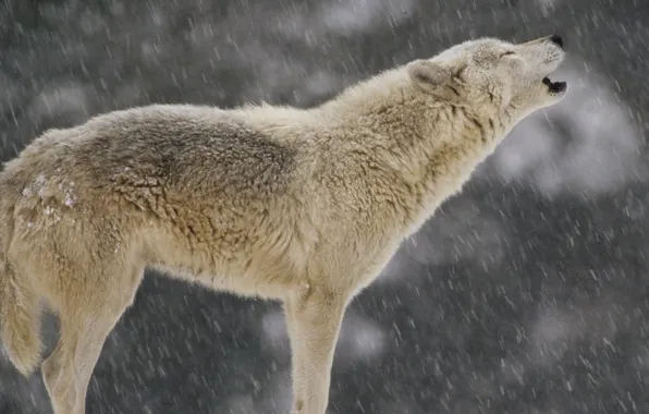 Picture North America, Animals, white wolf, Female Timber Wolf, Howling