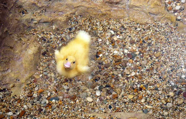 Picture BACKGROUND, STONES, WATER, YELLOW, BIRD, BEAK, DUCK, PEBBLES