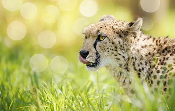 Grass, face, glare, Cheetah, wild cat, bokeh