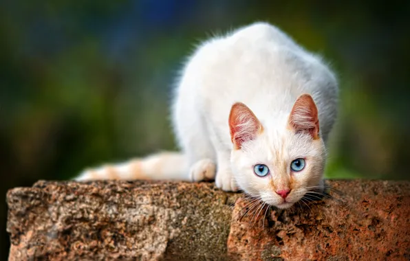 Cat, look, muzzle, blue eyes