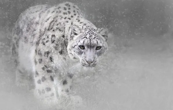 Winter, cat, snow, snow leopard