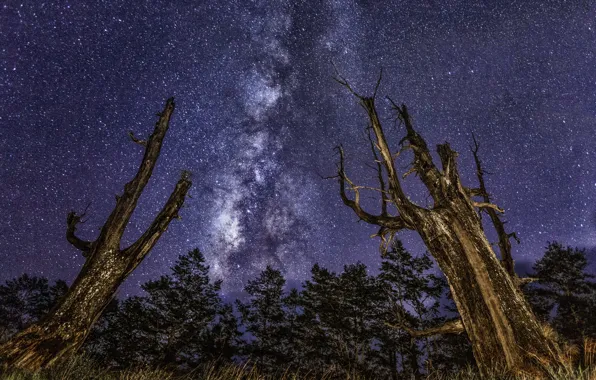 Picture space, stars, trees, the milky way