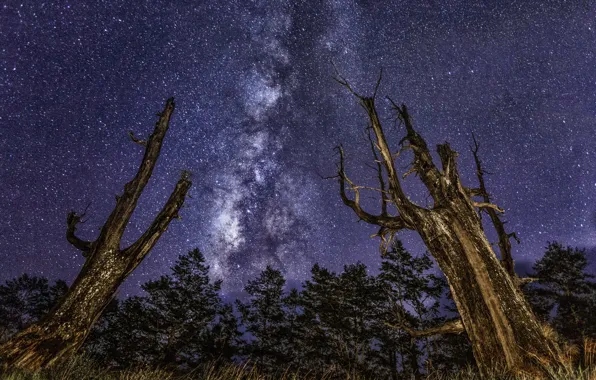 Space, stars, trees, the milky way