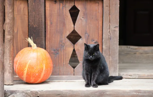 Cat, cat, look, pose, mouth, pumpkin, Halloween, Halloween