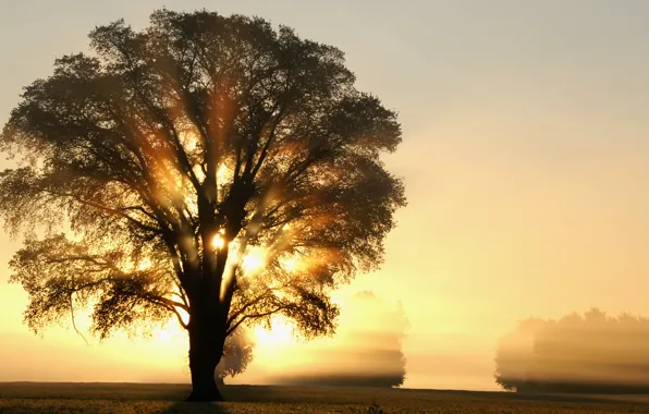 Light, trees, field, tree, rays, morning, sun