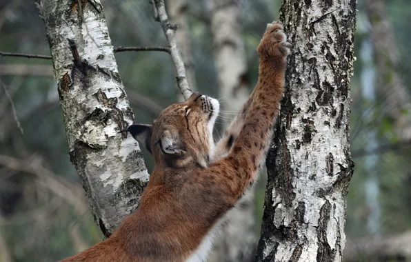 Trees, pose, paws, birch, lynx, scratching post, sharpens claws