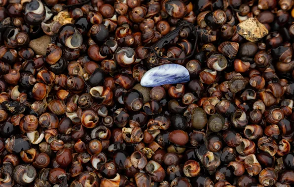 Shore, texture, shell, brown, a lot, different, sea, sea