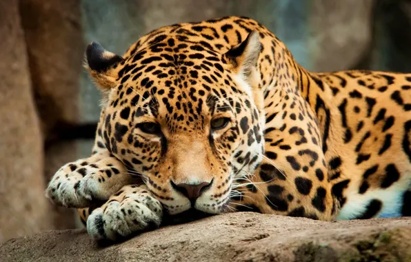 Picture look, face, predator, paws, Jaguar