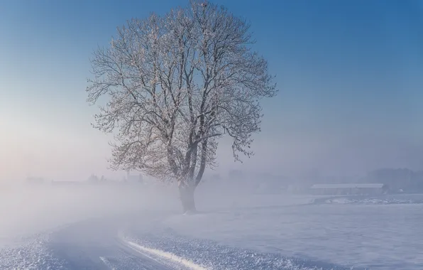 Winter, road, snow, fog, tree, morning, frosty