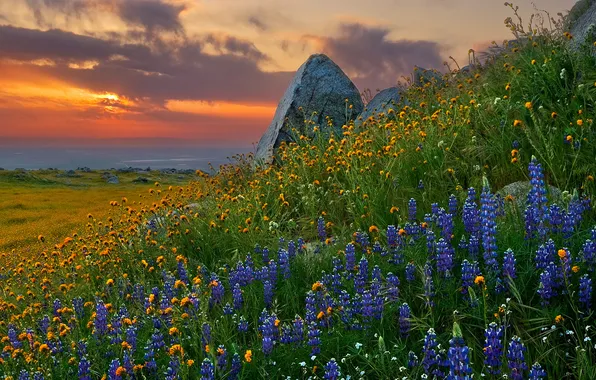 Sunset, flowers, nature, stones, lupins