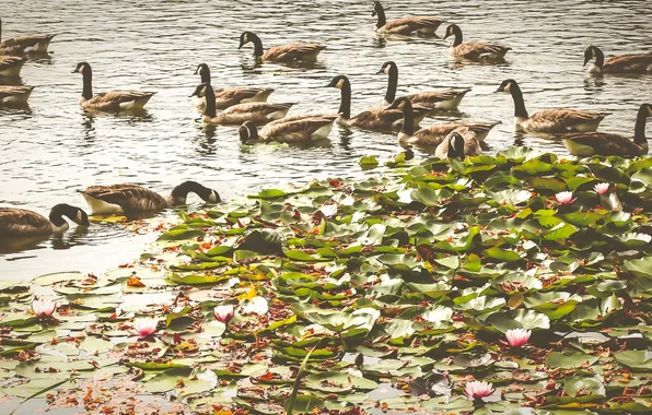 Water, birds, duck, water lilies