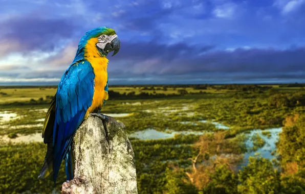 Bird, branch, parrot, Blue-and-yellow macaw