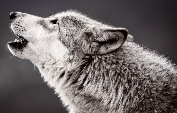 Wolf, predator, profile, howling