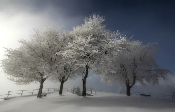 Winter, snow, trees