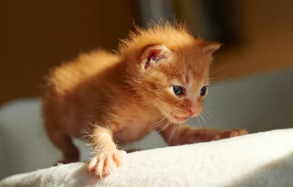 Cat, kitty, first steps