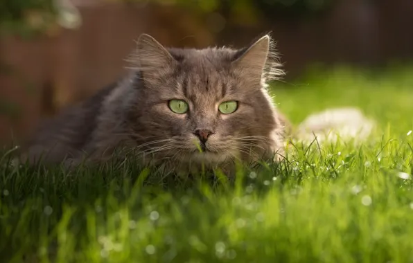 Picture cat, grass, cat, look, grey