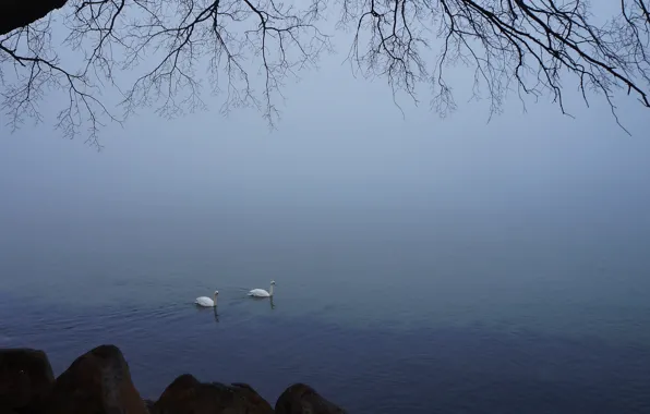 White, swan, bird, water, lake, swim
