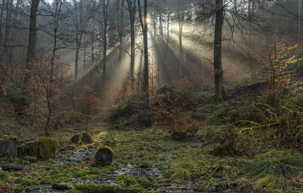 Forest, Germany, the sun's rays