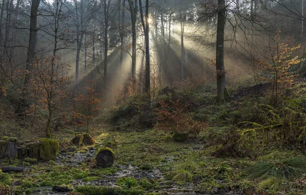 Picture forest, Germany, the sun's rays